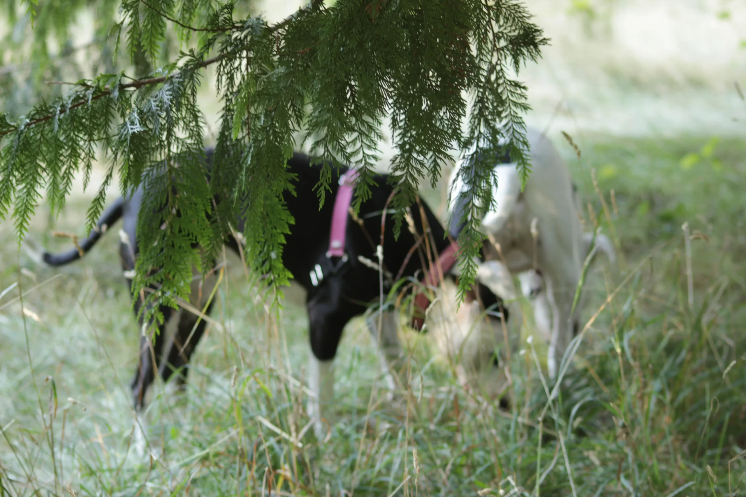 Chloe Paola in trees