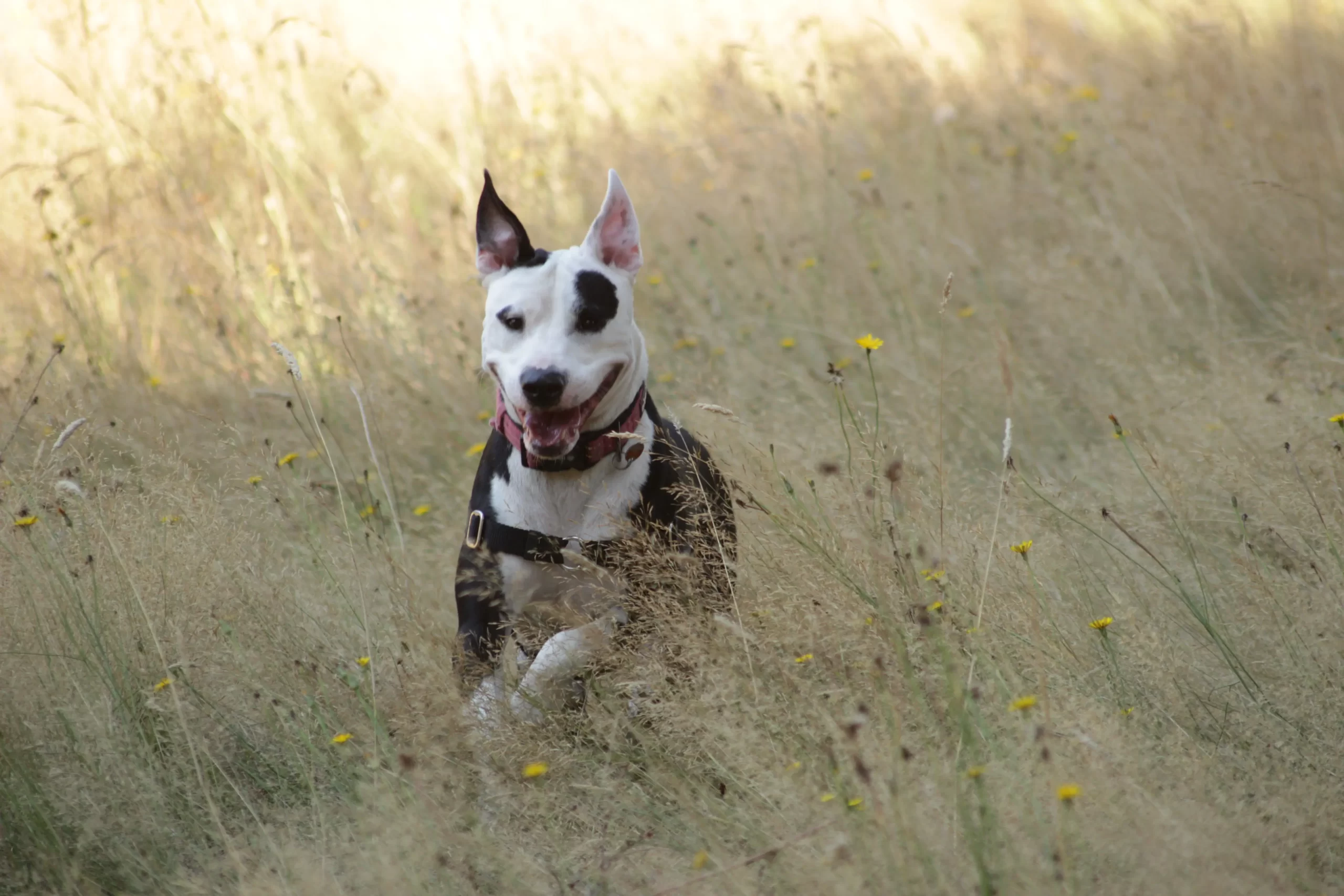 Chloe in long grass